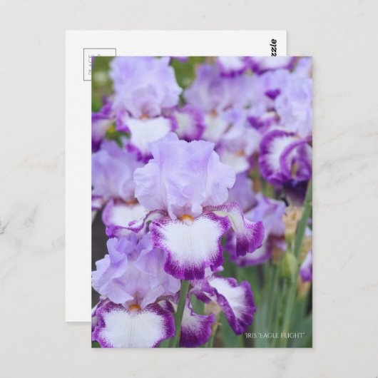 Iris ‘Eagle Flight’ ポストカード (正面/裏面)