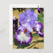 Iris ‘Eagle Flight’ ポストカード (正面/裏面)