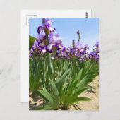 Iris ‘Eagle Flight’ ポストカード (正面/裏面)