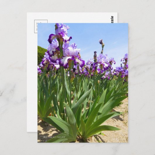 Iris ‘Eagle Flight’ ポストカード (正面/裏面)