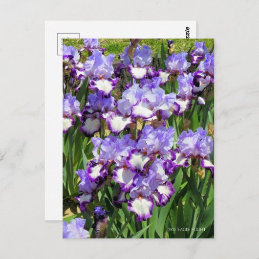 Iris ‘Eagle Flight’ ポストカード (正面/裏面)