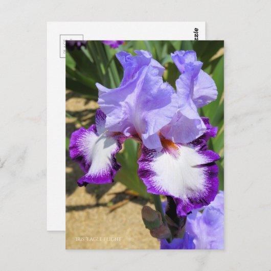 Iris ‘Eagle Flight’ ポストカード (正面/裏面)