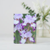 Iris ‘Eagle Flight’ [Postcard] ポストカード (スタンド正面)