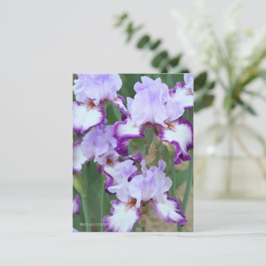 Iris ‘Eagle Flight’ [Postcard] ポストカード (スタンド正面)