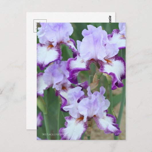 Iris ‘Eagle Flight’ [Postcard] ポストカード (正面/裏面)