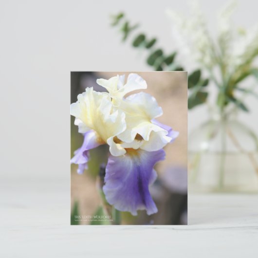 Iris ‘Edith Wolford’ ポストカード (スタンド正面)