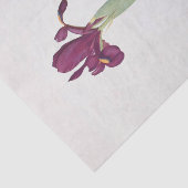 Iris Filifolia by William Dykes 薄葉紙 (詳細)