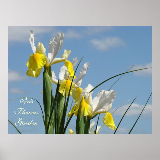 Iris Flowers Garden art prints Blue Sky Floral ポスター (正面)