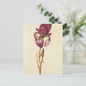 Iris, from 'La Guirlande de Julie', c.1642 ポストカード (スタンド正面)