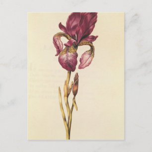 Iris, from 'La Guirlande de Julie', c.1642 ポストカード