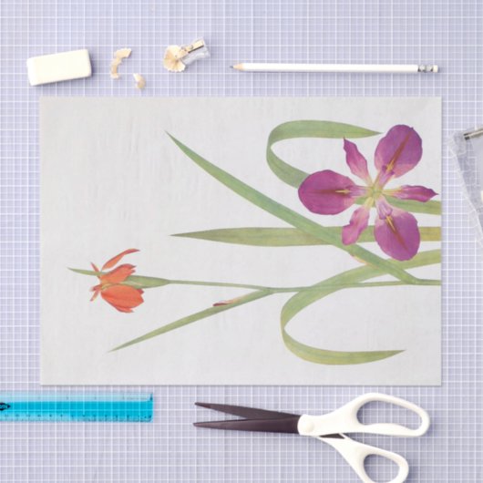 Iris FulvaとIris Fulvala by William Dykes 薄葉紙 (クラフト)