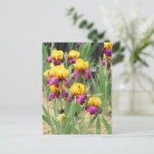Iris ‘Gala Madrid’ ポストカード (スタンド正面)