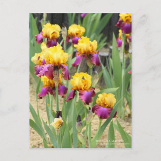 Iris ‘Gala Madrid’ ポストカード