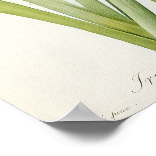 Iris Germanica, from 'Les Liliacees', 1805 ポスター (角)