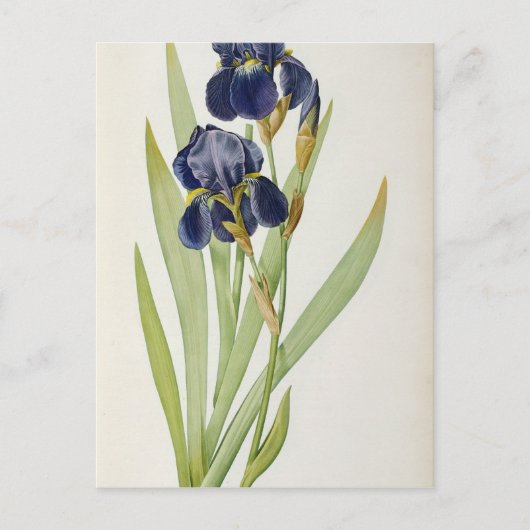 Iris Germanica, from 'Les Liliacees', 1805 ポストカード (正面)