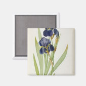 Iris Germanica, from 'Les Liliacees', 1805 マグネット (正面/裏面)
