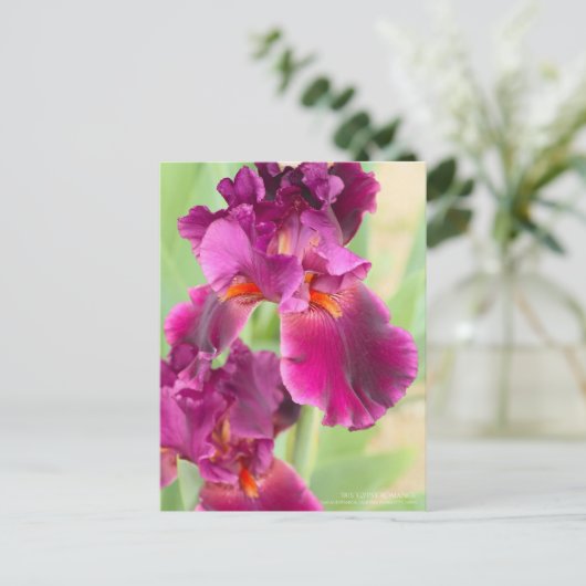 Iris ‘Gypsy Romance’ ポストカード (スタンド正面)