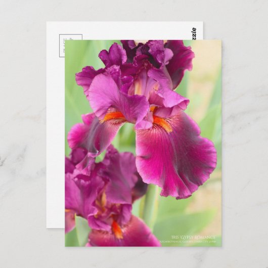 Iris ‘Gypsy Romance’ ポストカード (正面/裏面)
