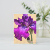 Iris ‘Gypsy Romance’ ポストカード (スタンド正面)