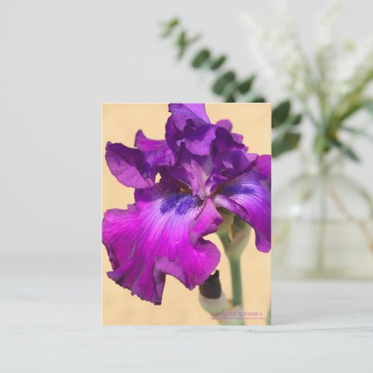 Iris ‘Gypsy Romance’ ポストカード (スタンド正面)