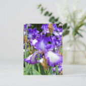 Iris ‘Jessies Song’  ポストカード (スタンド正面)