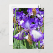 Iris ‘Jessies Song’  ポストカード (正面/裏面)