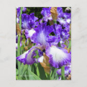 Iris ‘Jessies Song’  ポストカード (正面)