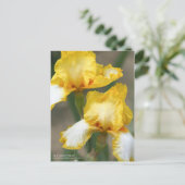 Iris ‘Joyce Terry’ ポストカード (スタンド正面)