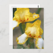 Iris ‘Joyce Terry’ ポストカード (正面/裏面)