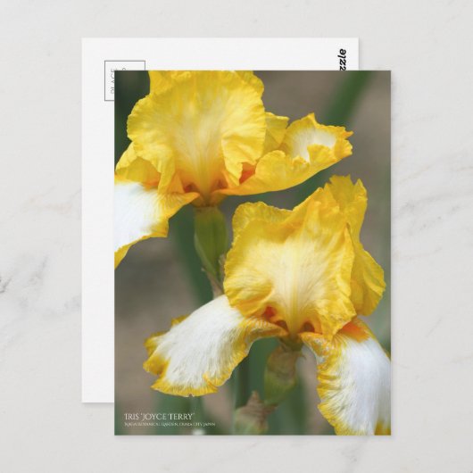 Iris ‘Joyce Terry’ ポストカード (正面/裏面)