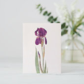 Iris Kochii by William Dykes ポストカード (スタンド正面)
