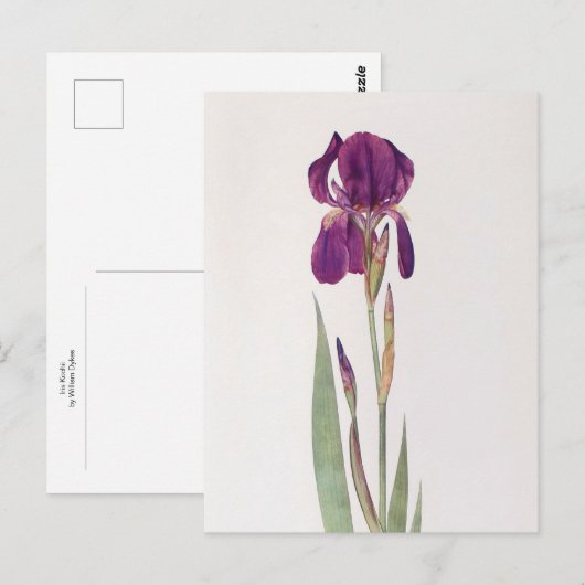 Iris Kochii by William Dykes ポストカード (正面/裏面)