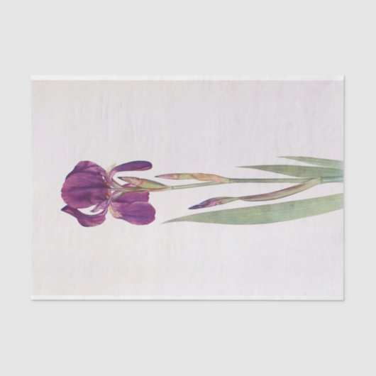 Iris Kochii by William Dykes 薄葉紙 (正面)