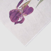 Iris Kochii by William Dykes 薄葉紙 (詳細)