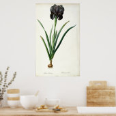 Iris Luxiana, from 'Les Liliacees', 1805 ポスター (キッチン)
