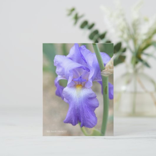 Iris ‘Mary Frances’ ポストカード (スタンド正面)