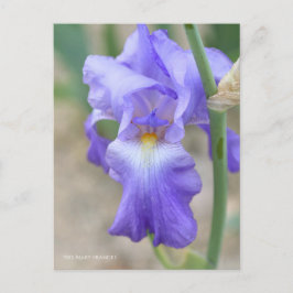 Iris ‘Mary Frances’ ポストカード