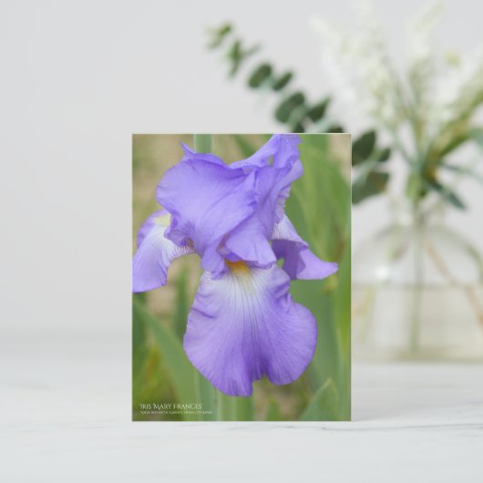 Iris ‘Mary Frances’ ポストカード (スタンド正面)