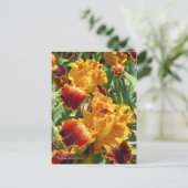 Iris ‘Michigan Pride’ ポストカード (スタンド正面)