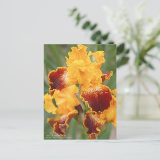 Iris ‘Michigan Pride’ ポストカード (スタンド正面)