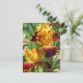 Iris ‘Michigan Pride’ ポストカード (スタンド正面)