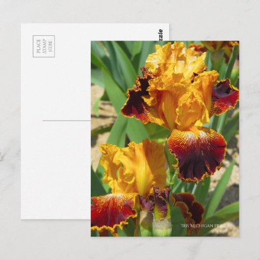 Iris ‘Michigan Pride’ ポストカード (正面/裏面)