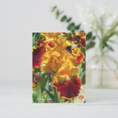 Iris ‘Michigan Pride’ [Postcard] ポストカード (スタンド正面)