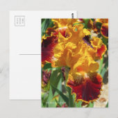 Iris ‘Michigan Pride’ [Postcard] ポストカード (正面/裏面)