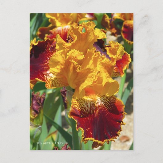 Iris ‘Michigan Pride’ [Postcard] ポストカード (正面)