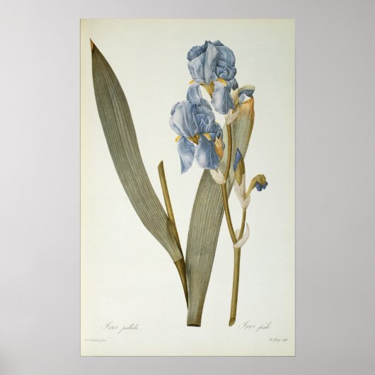 Iris Pallida, from 'Les Liliacees', 1812 ポスター (正面)