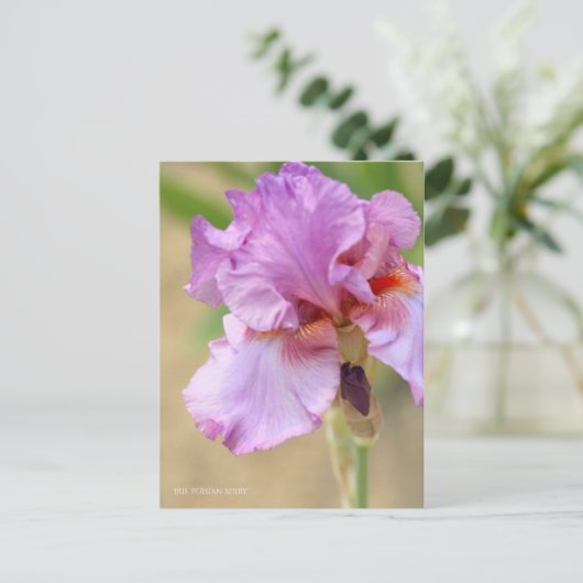Iris ‘Persian Berry’ ポストカード (スタンド正面)