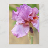 Iris ‘Persian Berry’ ポストカード (正面)