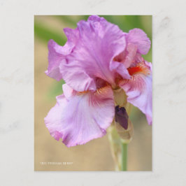 Iris ‘Persian Berry’ ポストカード