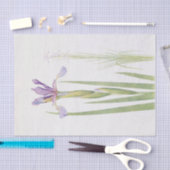 Iris Spuria (カシミール)by William Dykes 薄葉紙 (クラフト)